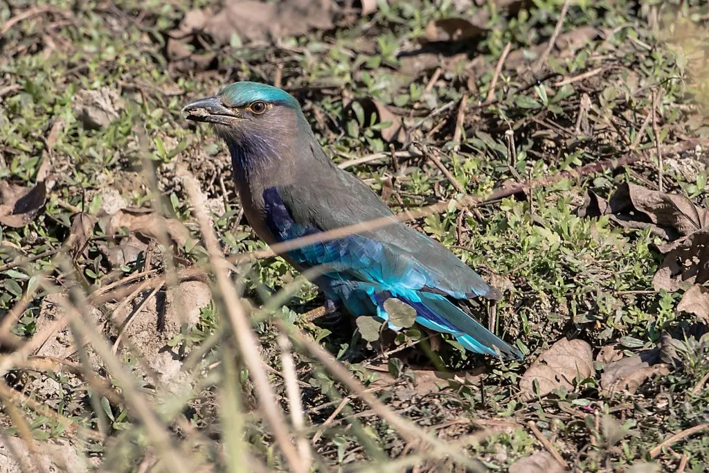 2015 Aug. Shade &#x26; future of birds- (10)