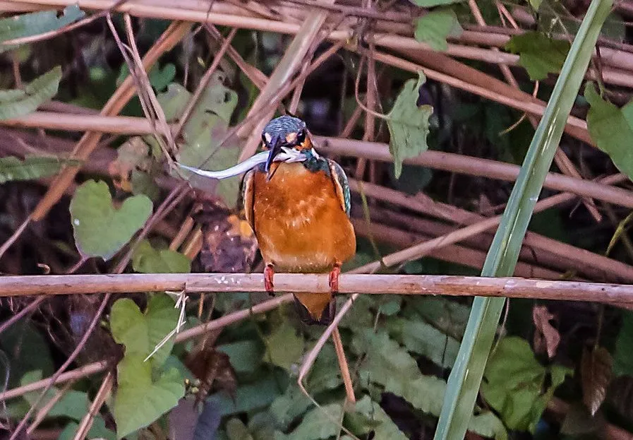 2015 Aug. Shade &#x26; future of birds- (11)