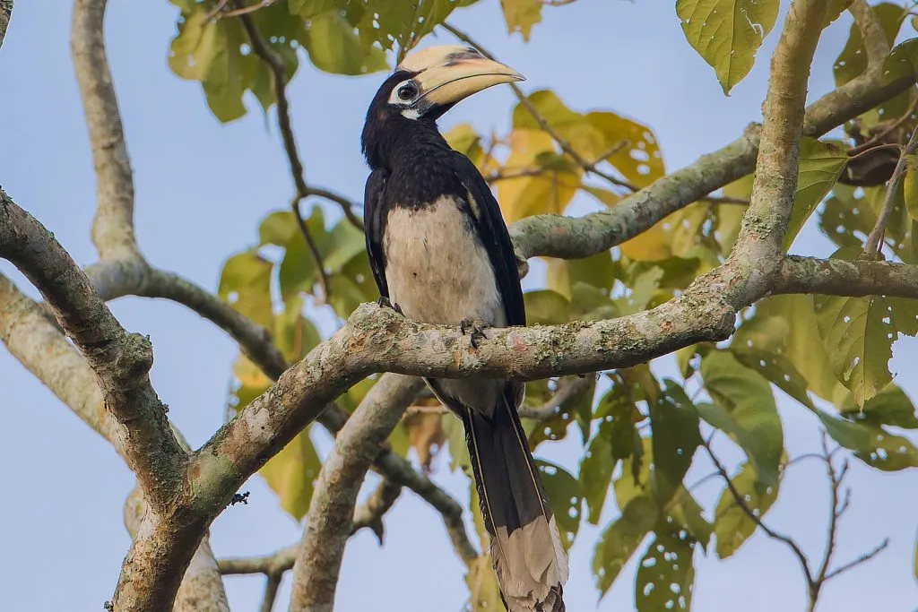 2015 Aug. Shade &#x26; future of birds- (12)