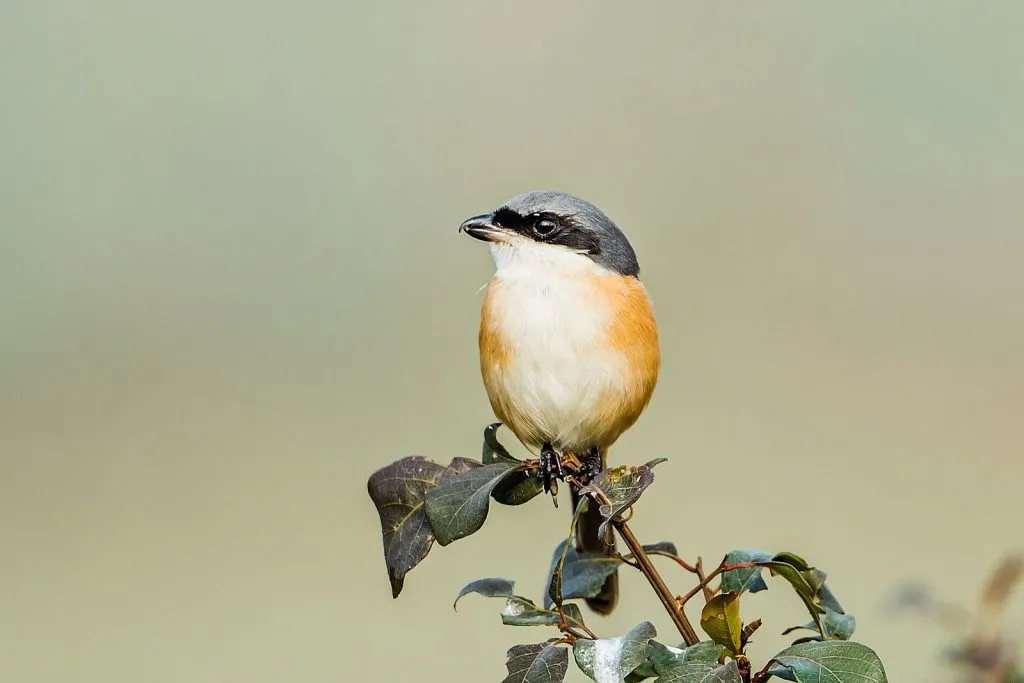 2015 Aug. Shade &#x26; future of birds- (13)