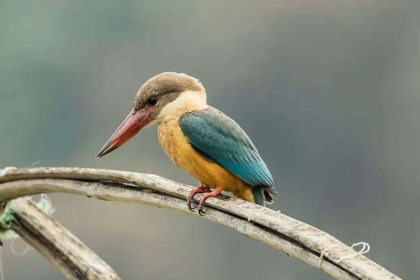 Stork-billed Kingfisher