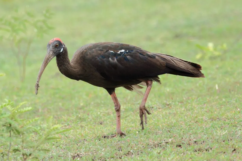 2015 Aug. Shade &#x26; future of birds- (16)