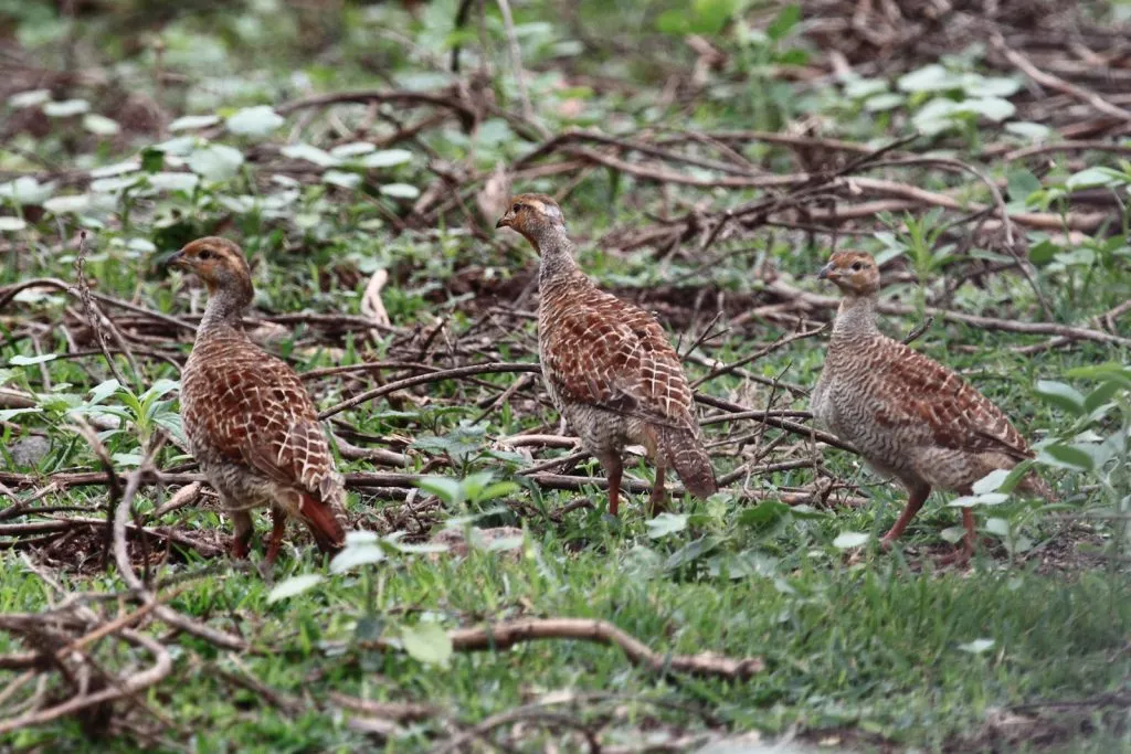 2015 Aug. Shade &#x26; future of birds- (17)