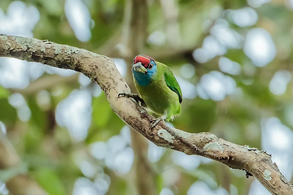 2015 Aug. Shade &#x26; future of birds- (18)