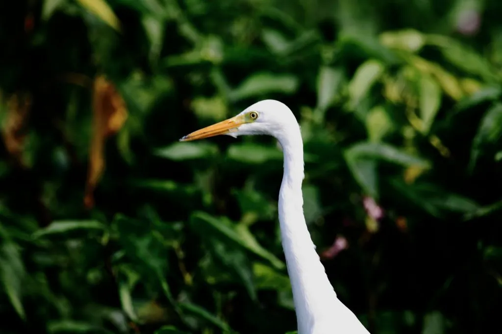 Greater Egret