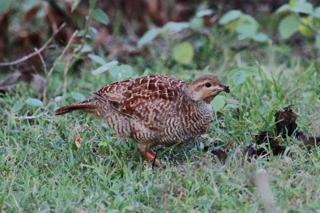 2015 Aug. Shade &#x26; future of birds- (2)