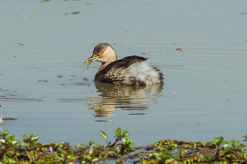2015 Aug. Shade &#x26; future of birds- (20)