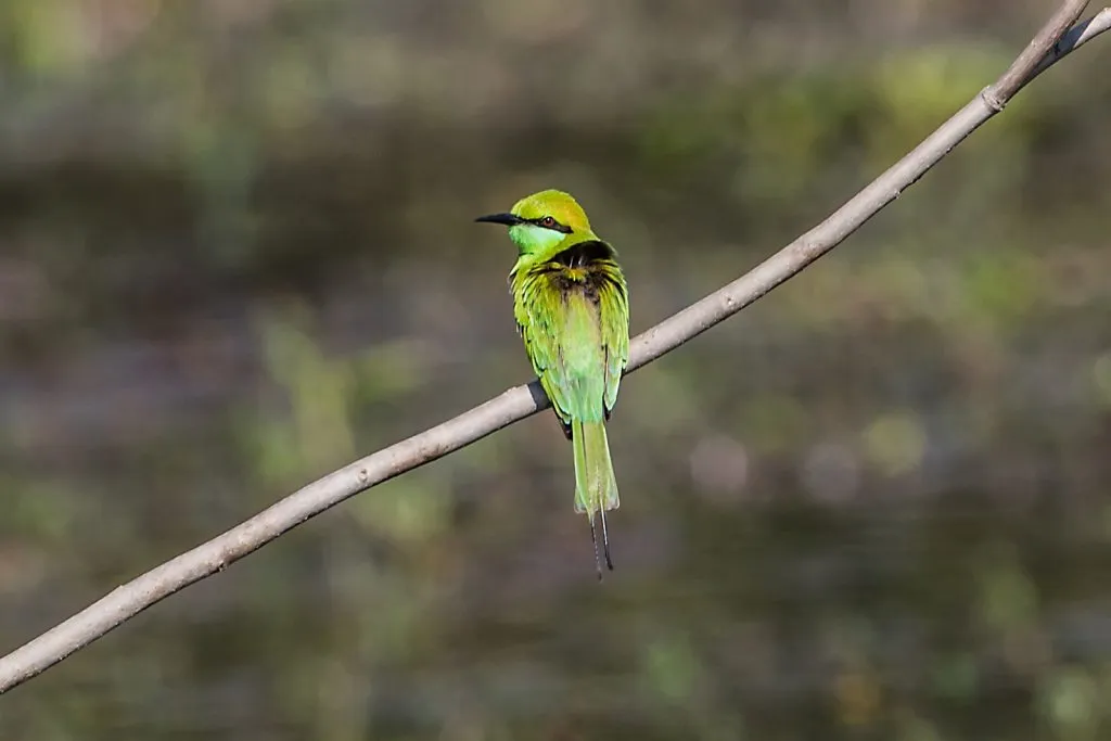 2015 Aug. Shade &#x26; future of birds- (21)