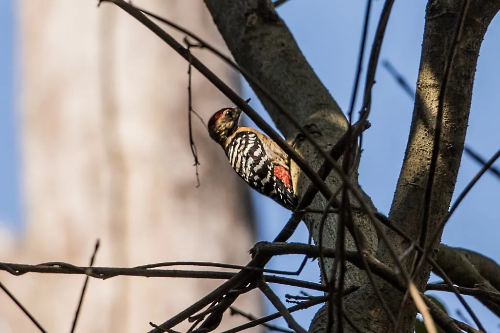 2015 Aug. Shade &#x26; future of birds- (22)