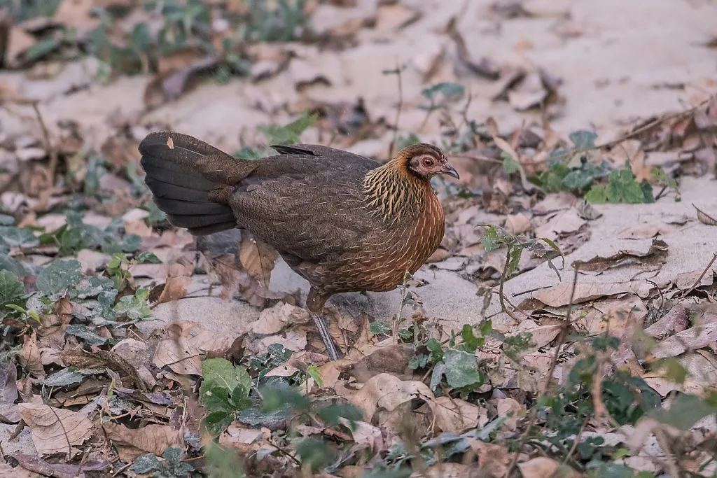 2015 Aug. Shade &#x26; future of birds- (23)