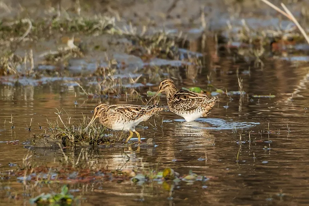 2015 Aug. Shade &#x26; future of birds- (24)