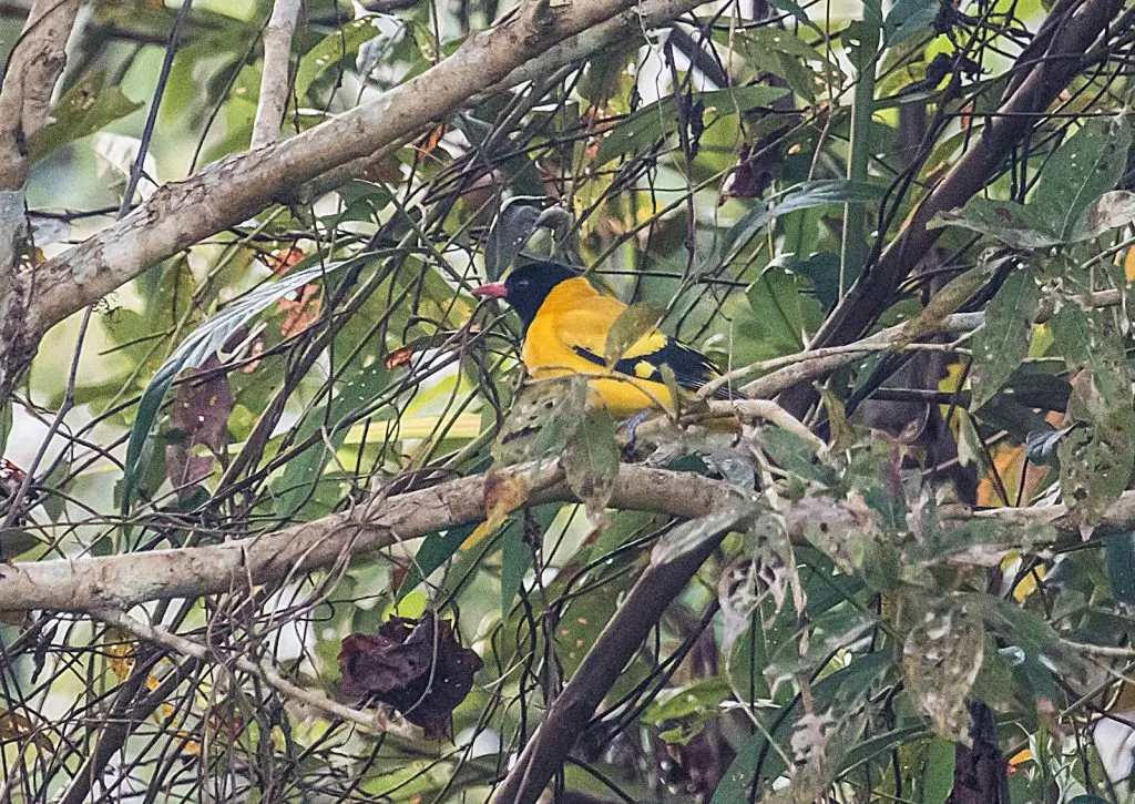 2015 Aug. Shade &#x26; future of birds- (25)