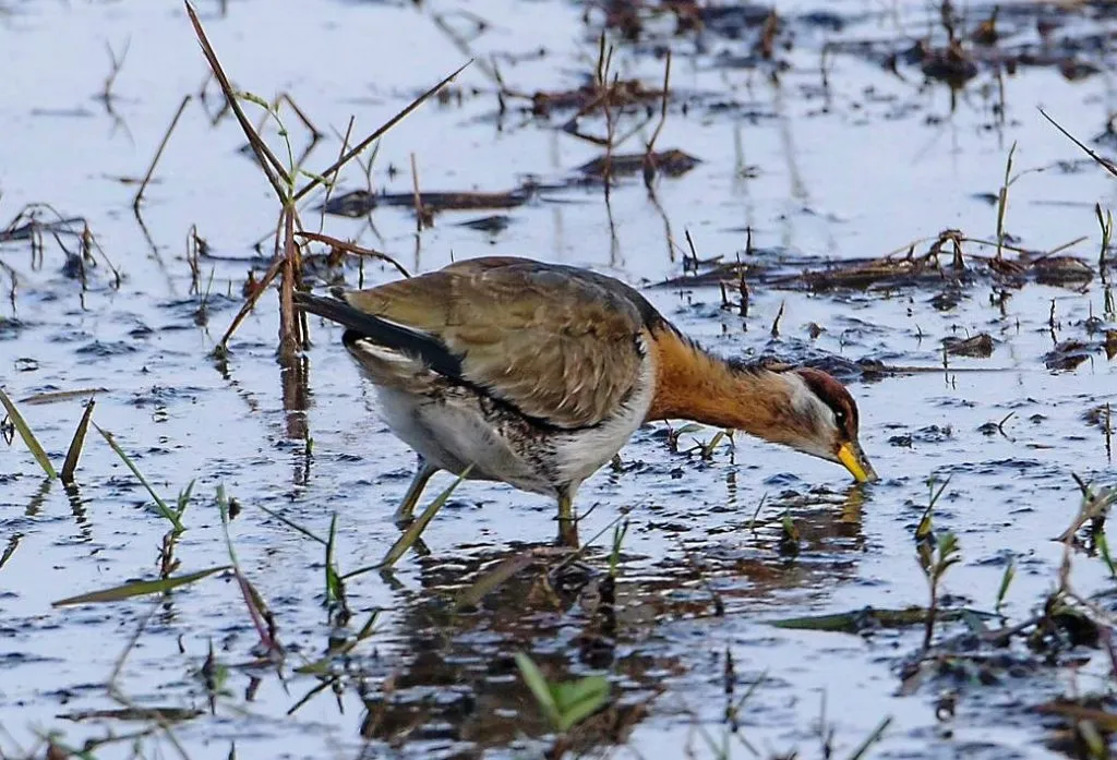 2015 Aug. Shade &#x26; future of birds- (26)