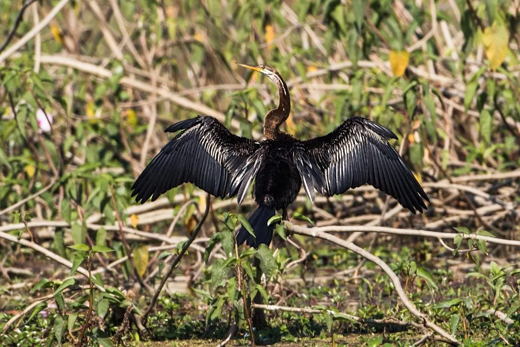 2015 Aug. Shade &#x26; future of birds- (28)