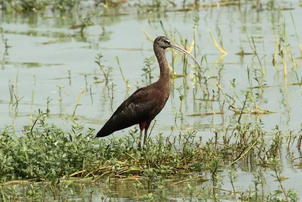 Glossy Ibis