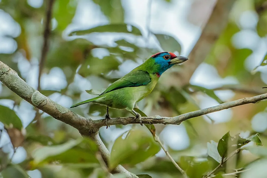 2015 Aug. Shade &#x26; future of birds- (31)