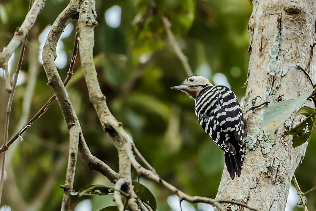 2015 Aug. Shade &#x26; future of birds- (32)