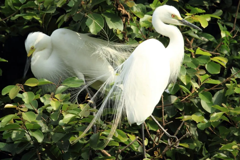 2015 Aug. Shade &#x26; future of birds- (34)