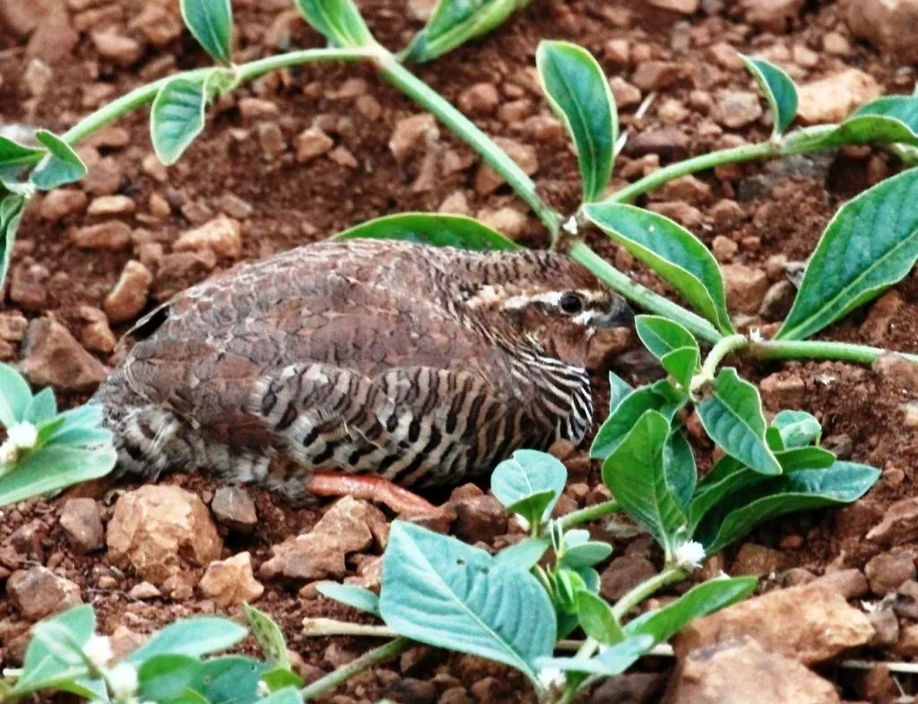 Rock Bush Quail (Male)