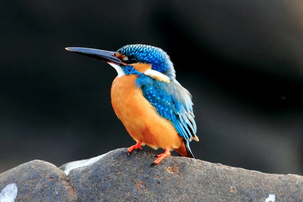 2015 Aug. Shade &#x26; future of birds- (36)