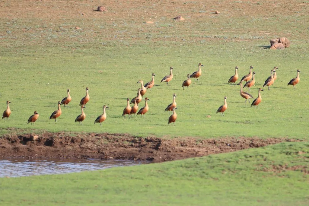 2015 Aug. Shade &#x26; future of birds- (37)