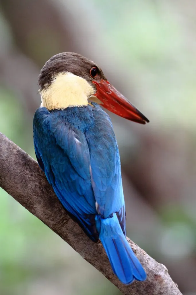 2015 Aug. Shade &#x26; future of birds- (38)