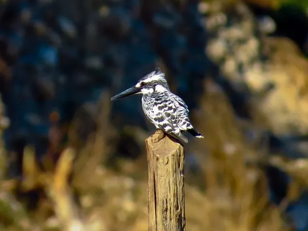 Pied Kingfisher