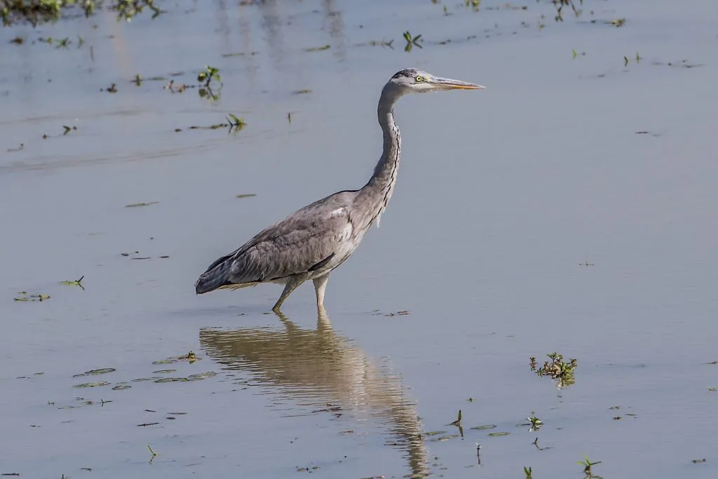 2015 Aug. Shade &#x26; future of birds- (4)