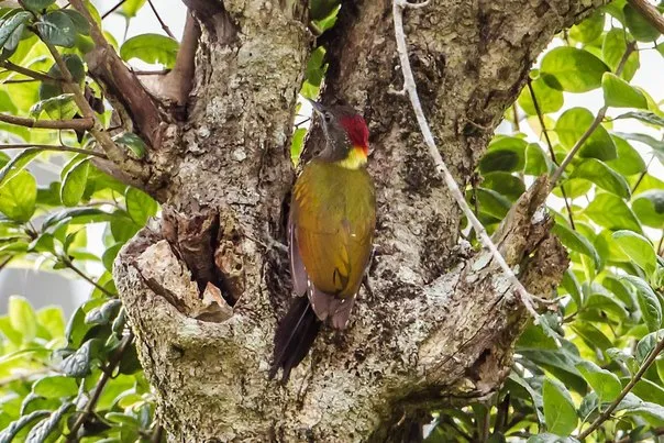 Lesser Yellownape