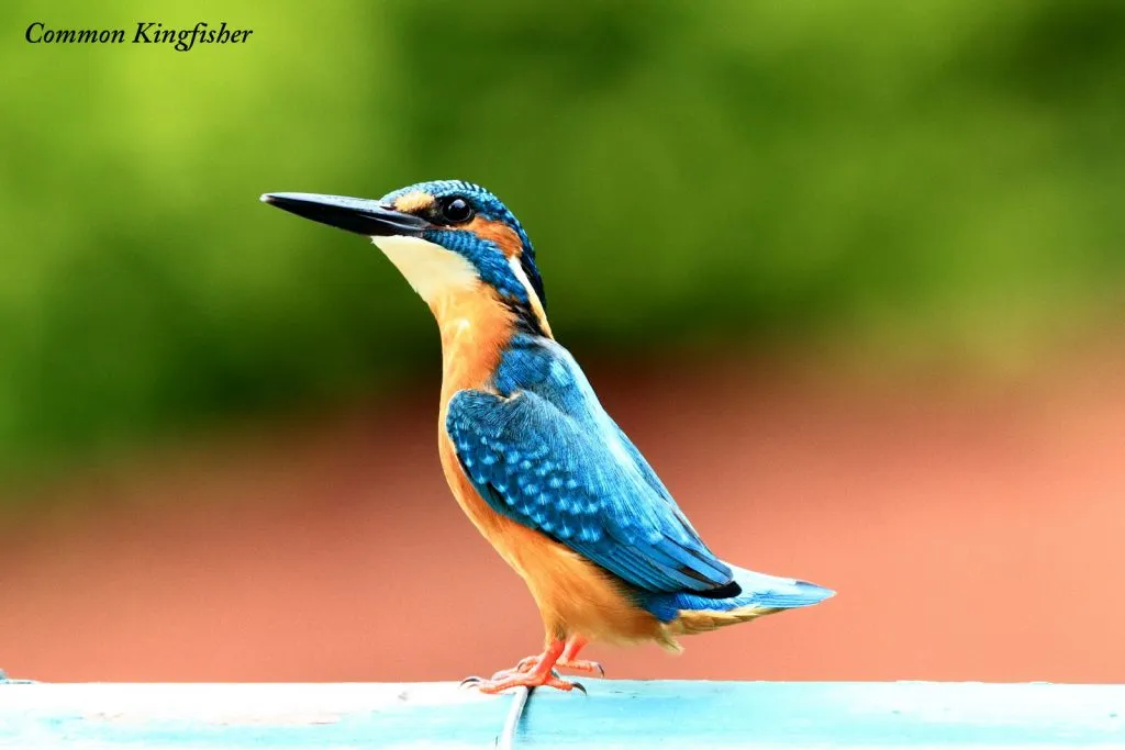 2015 Aug. Shade &#x26; future of birds- (5)