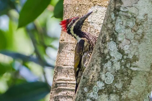 Black-rumped Flameback
