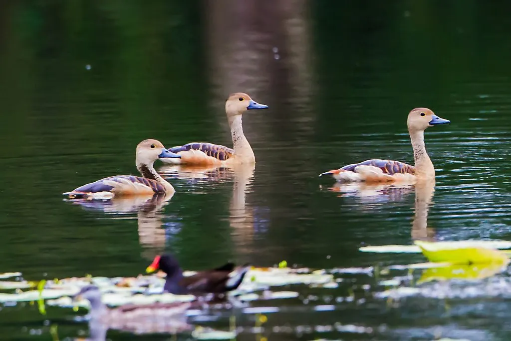 2015 Aug. Shade &#x26; future of birds- (7)