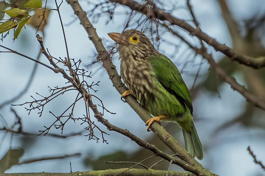 2015 Aug. Shade &#x26; future of birds- (9)
