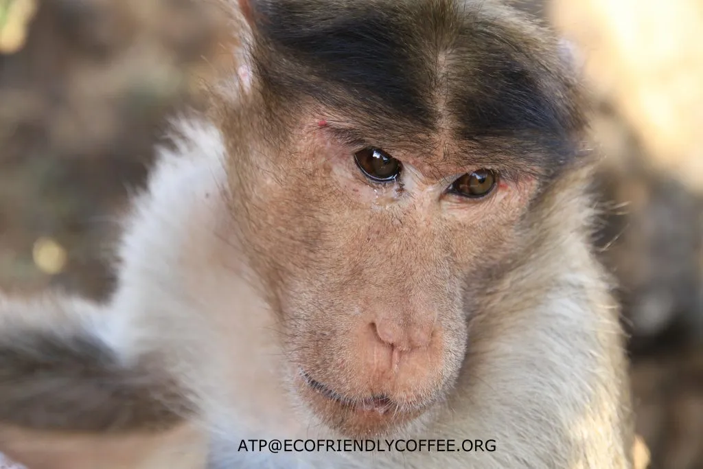 2015 SLIDE-a Dr.ATP ECOFRIENDLYCOFFEE.ORG (10)