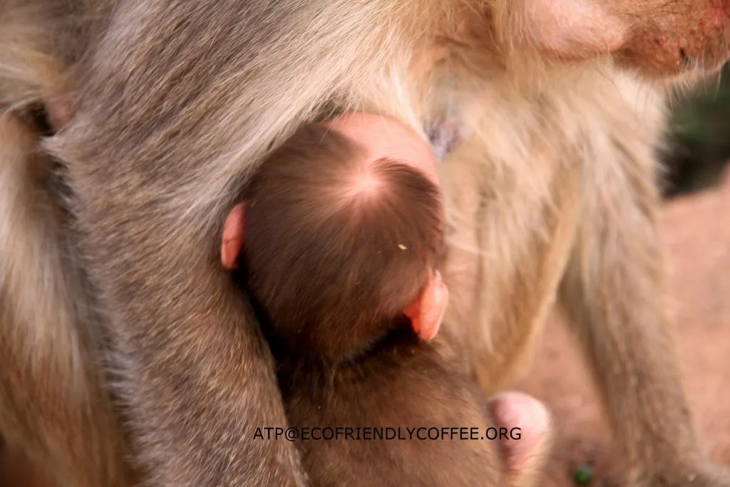 2015 SLIDE-a Dr.ATP ECOFRIENDLYCOFFEE.ORG (15)