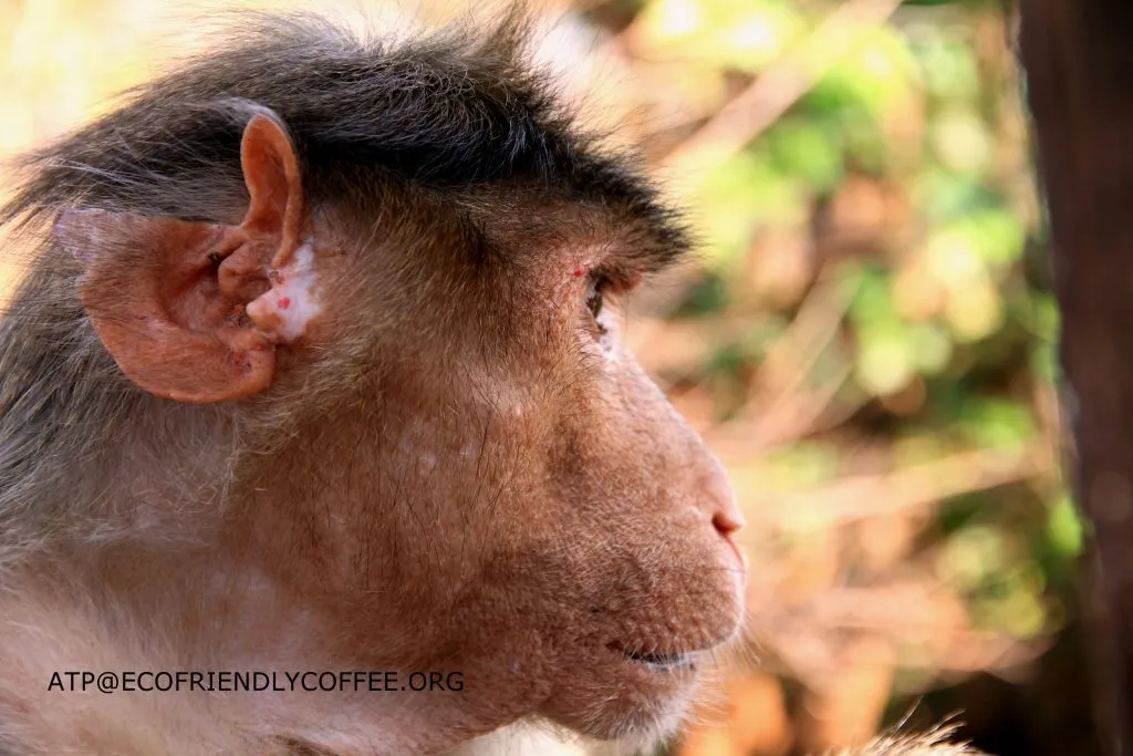 2015 SLIDE-a Dr.ATP ECOFRIENDLYCOFFEE.ORG (20)