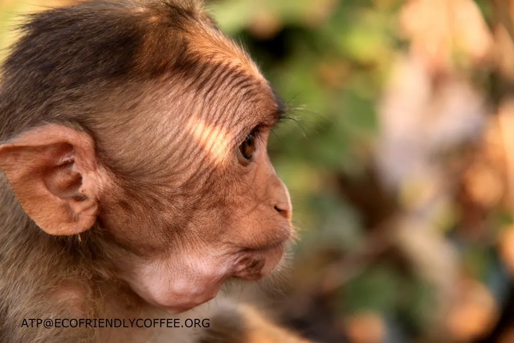 2015 SLIDE-a Dr.ATP ECOFRIENDLYCOFFEE.ORG (27)