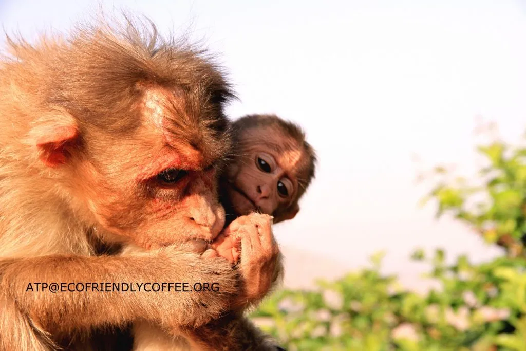 2015 SLIDE-a Dr.ATP ECOFRIENDLYCOFFEE.ORG (3)
