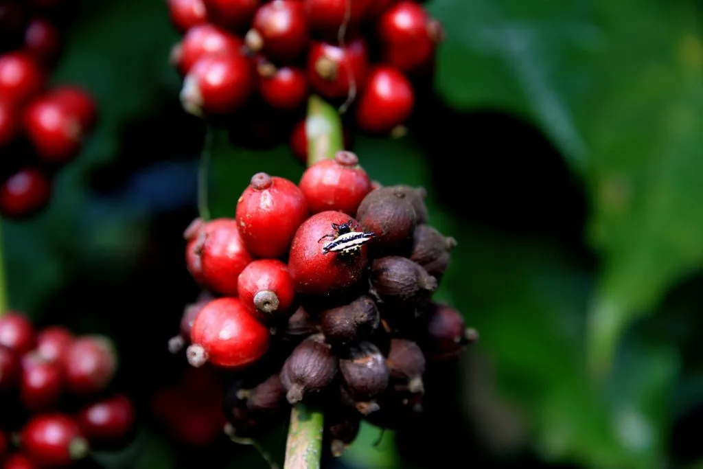 2015 slide-1 Dr.GNP. Ecofriendlycoffee (11)