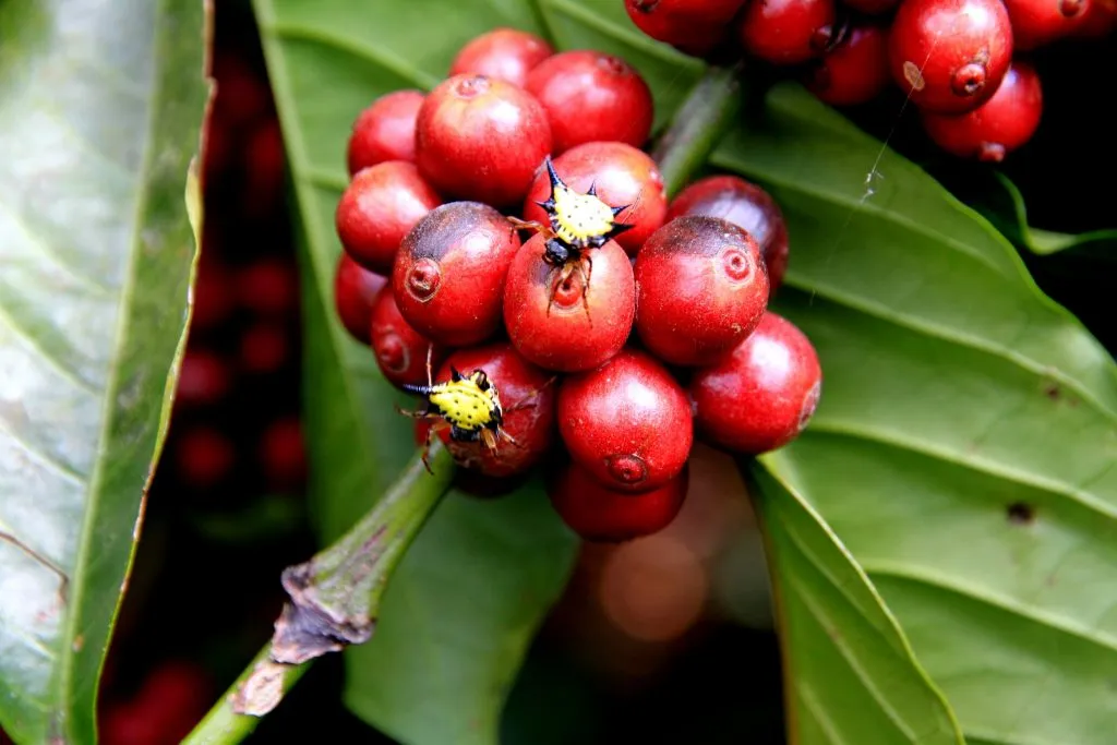 2015 slide-1 Dr.GNP. Ecofriendlycoffee (12)