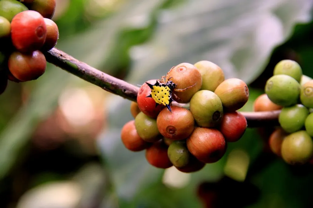 2015 slide-1 Dr.GNP. Ecofriendlycoffee (13)