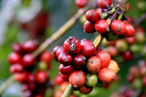 2015 slide-1 Dr.GNP. Ecofriendlycoffee (2)