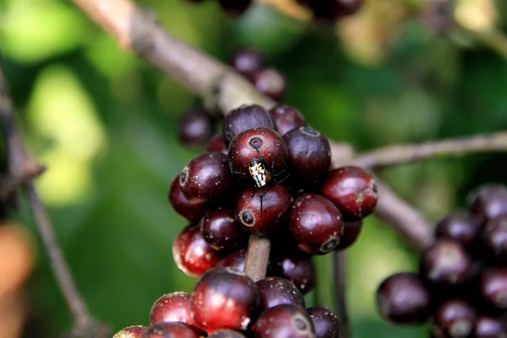 2015 slide-1 Dr.GNP. Ecofriendlycoffee (20)