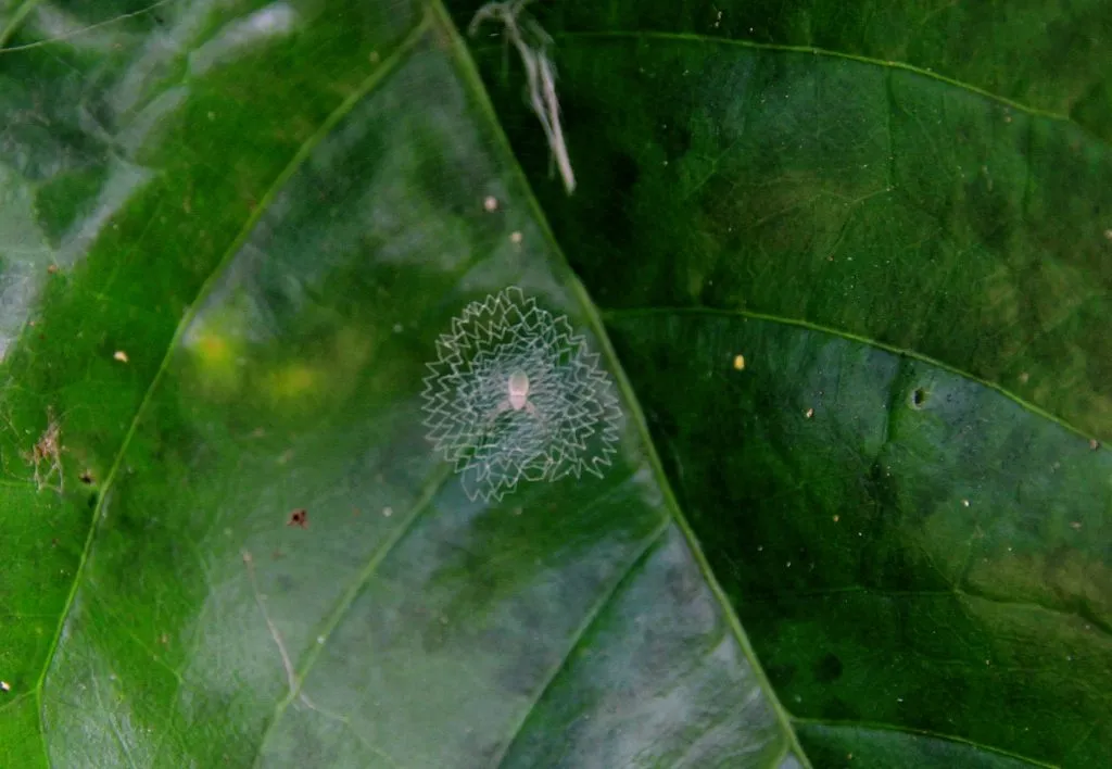2015 slide-1 Dr.GNP. Ecofriendlycoffee (22)