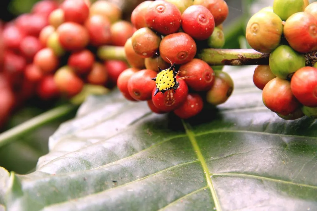 2015 slide-1 Dr.GNP. Ecofriendlycoffee (24)