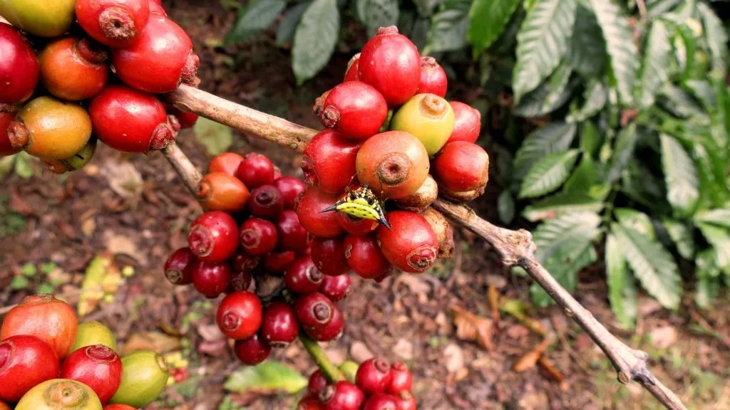 2015 slide-1 Dr.GNP. Ecofriendlycoffee (29)