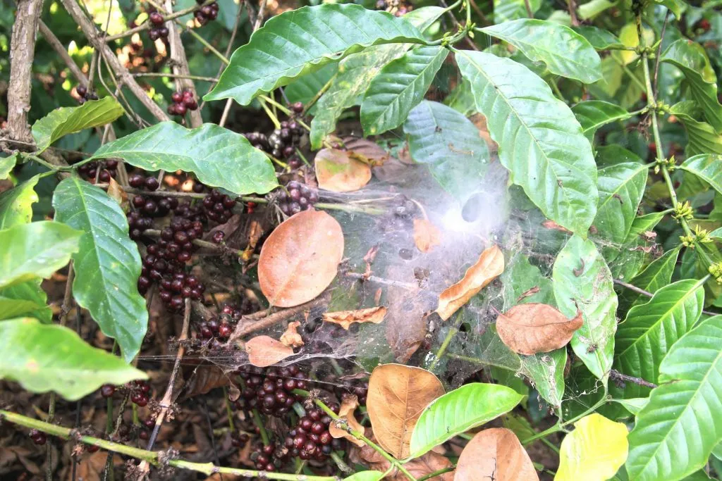 2015 slide-1 Dr.GNP. Ecofriendlycoffee (39)