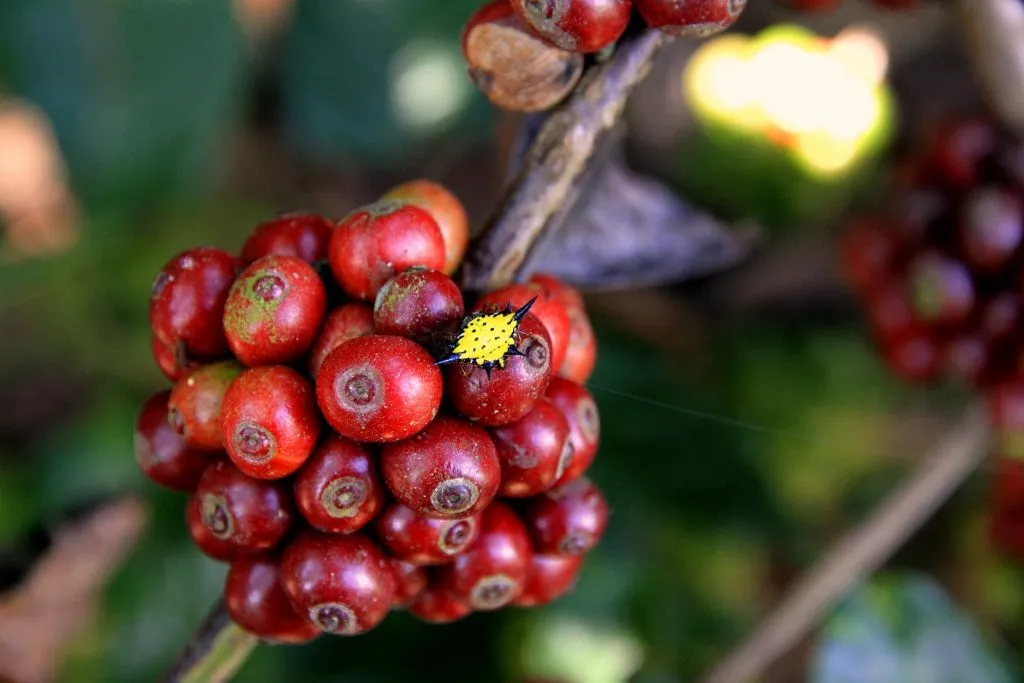 2015 slide-1 Dr.GNP. Ecofriendlycoffee (48)