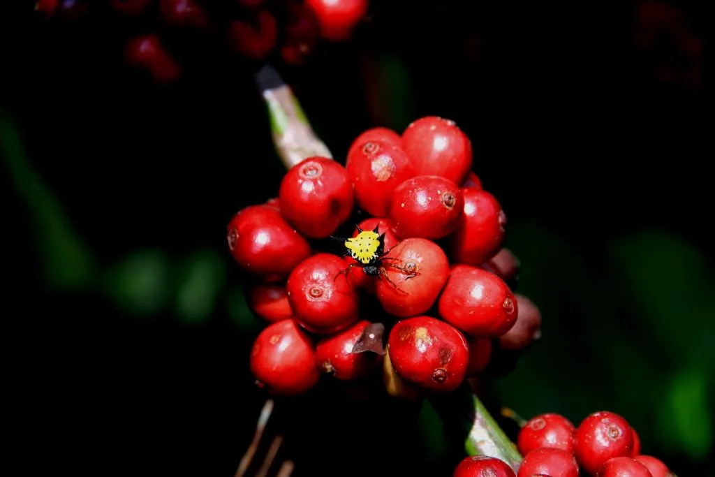 2015 slide-1 Dr.GNP. Ecofriendlycoffee (5)
