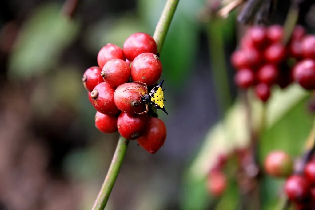 2015 slide-1 Dr.GNP. Ecofriendlycoffee (50)